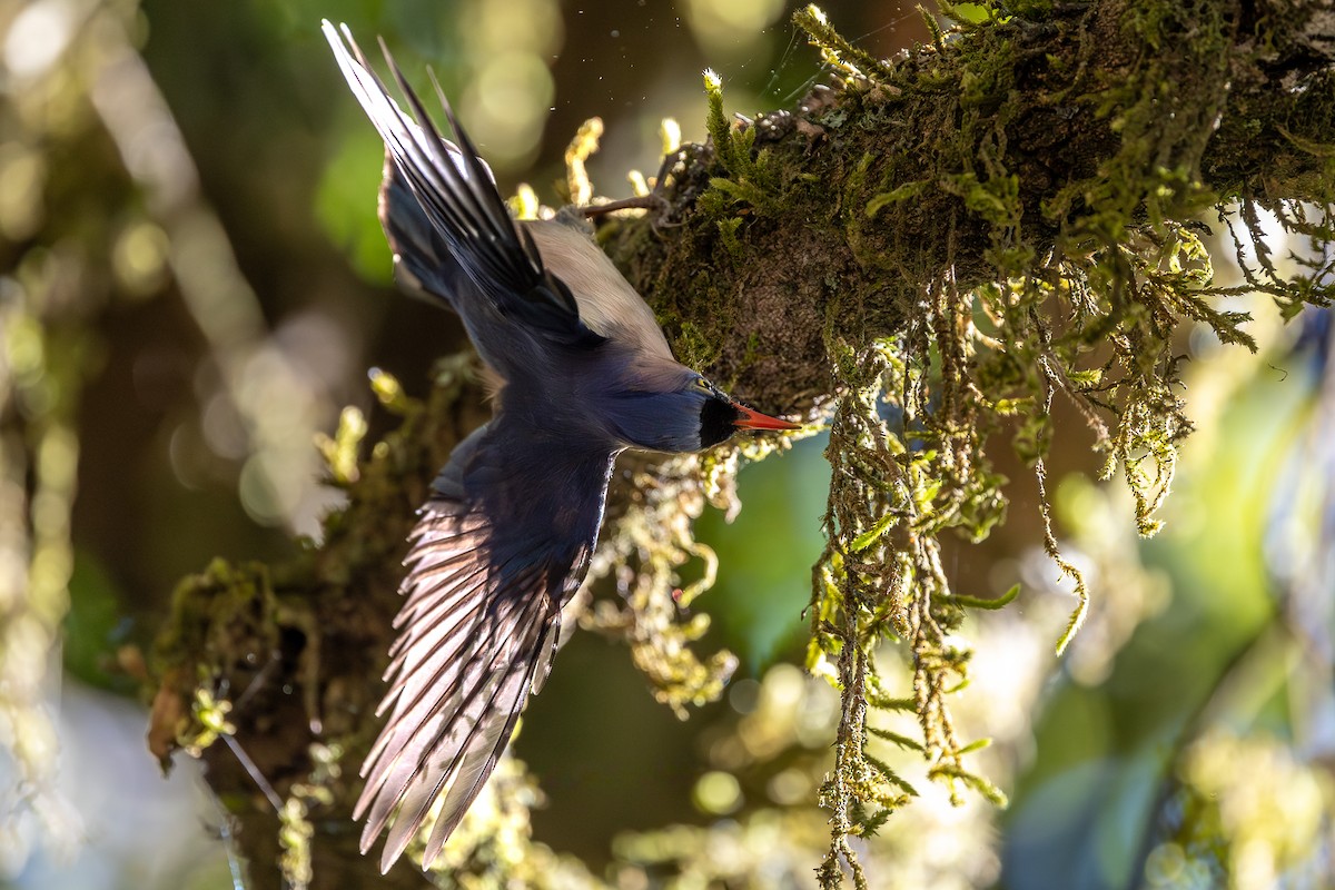 Velvet-fronted Nuthatch - ML620613534