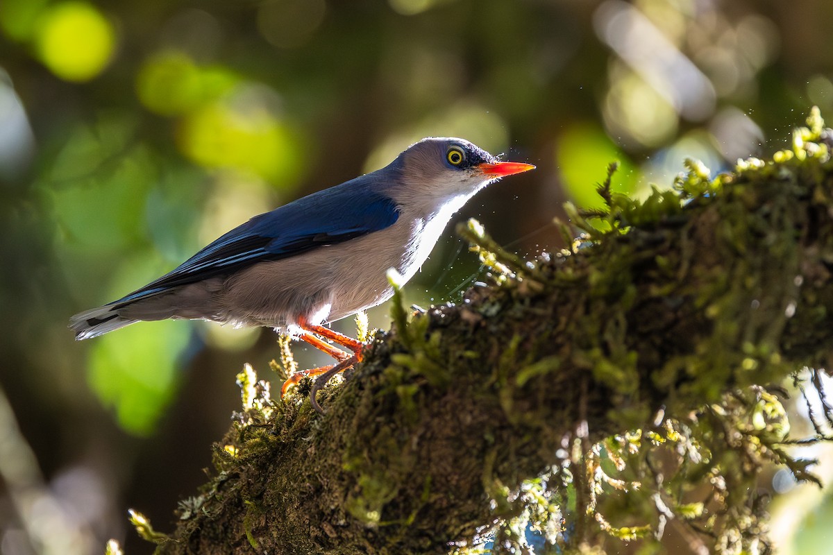 Velvet-fronted Nuthatch - ML620613535