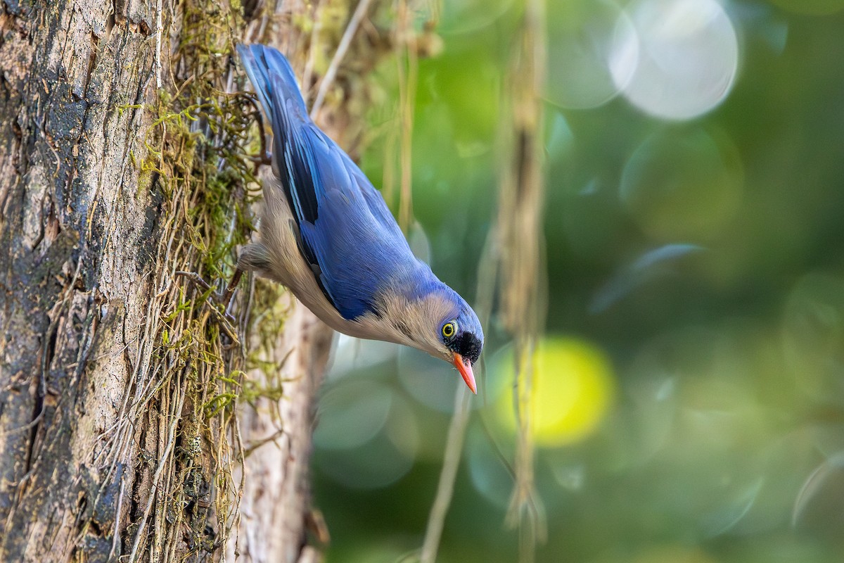 Velvet-fronted Nuthatch - ML620613536