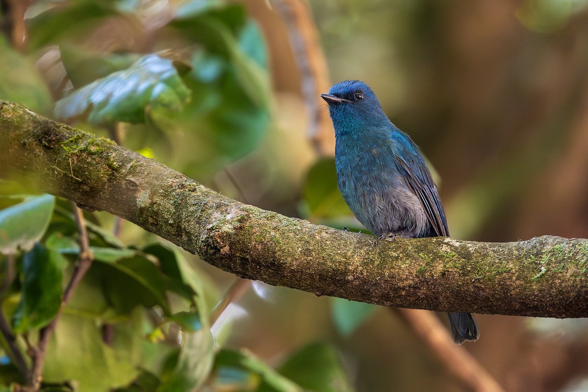 Nilgiri Flycatcher - ML620613543