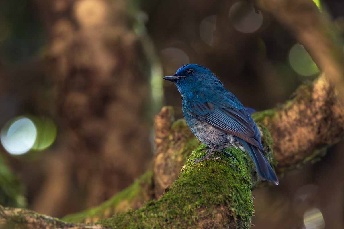 Nilgiri Flycatcher - ML620613544