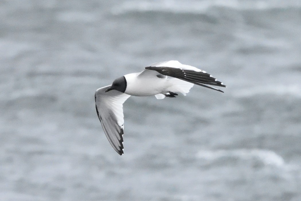 Sabine's Gull - ML620613545