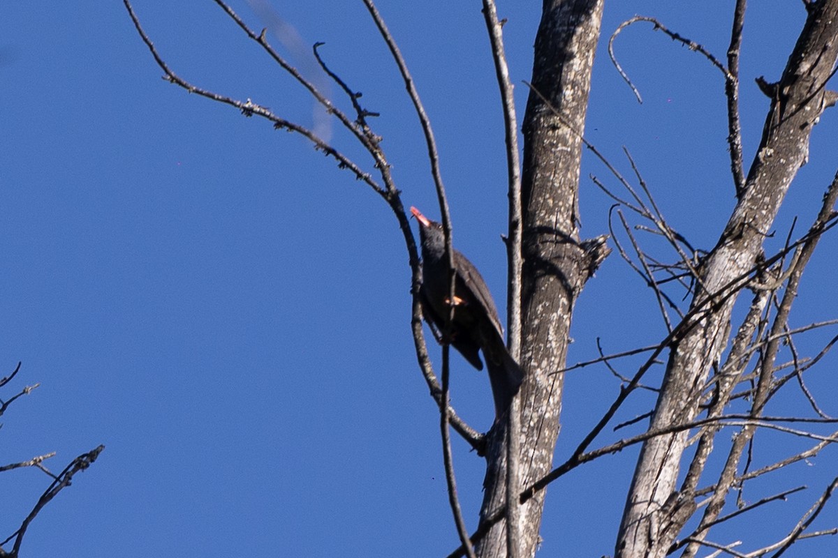 Square-tailed Bulbul - ML620613546