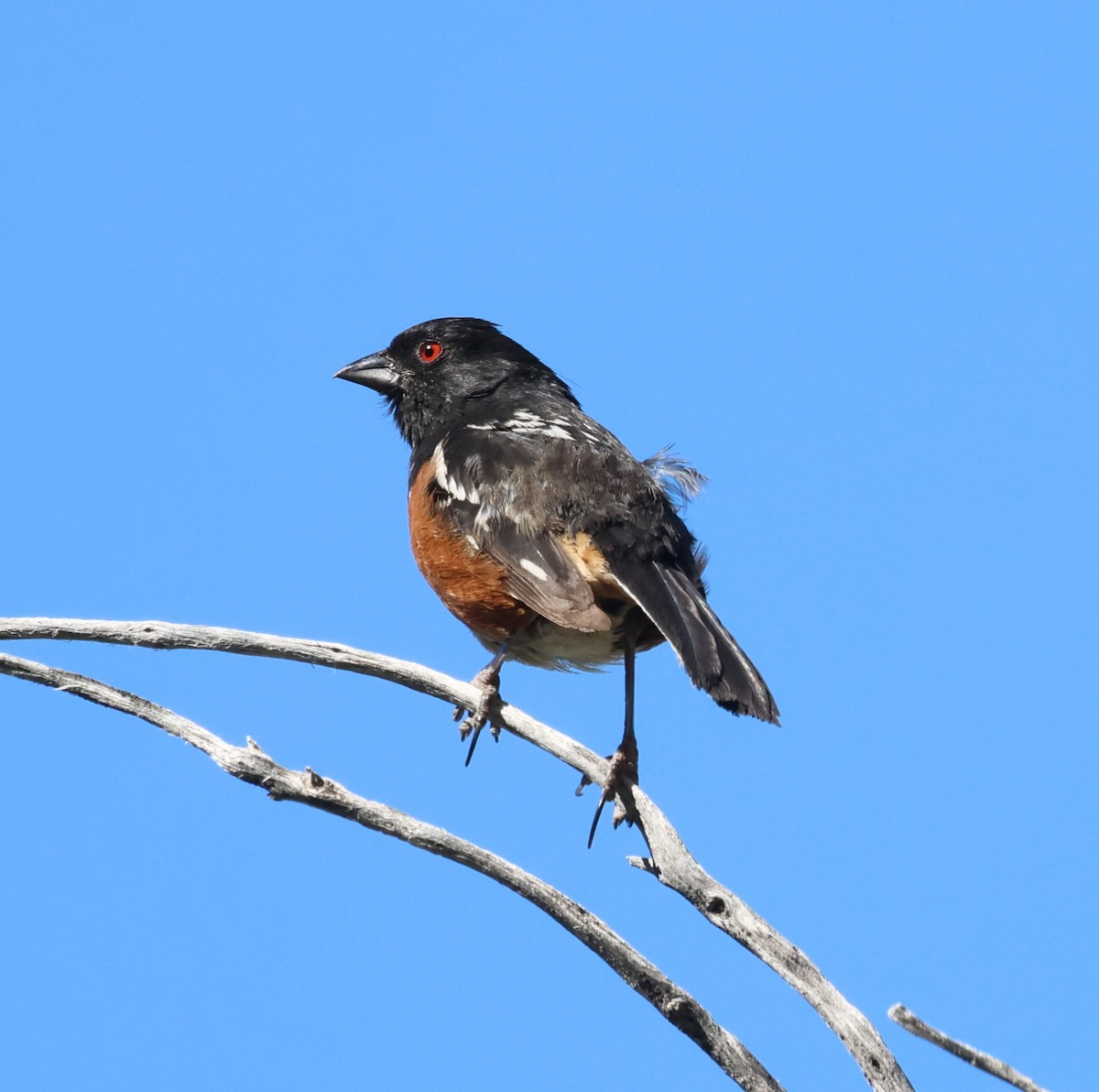 Spotted Towhee - ML620613547