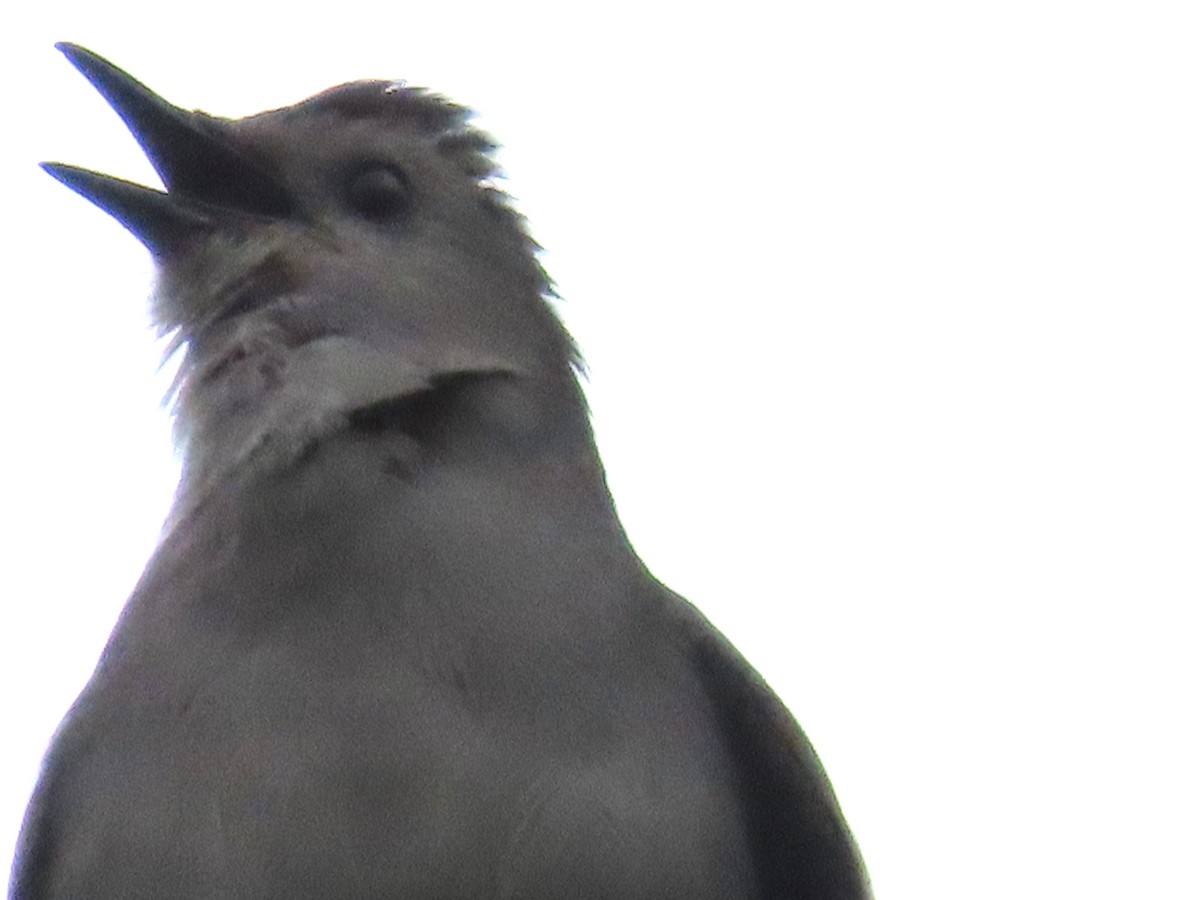 Gray Catbird - Teresa Noel