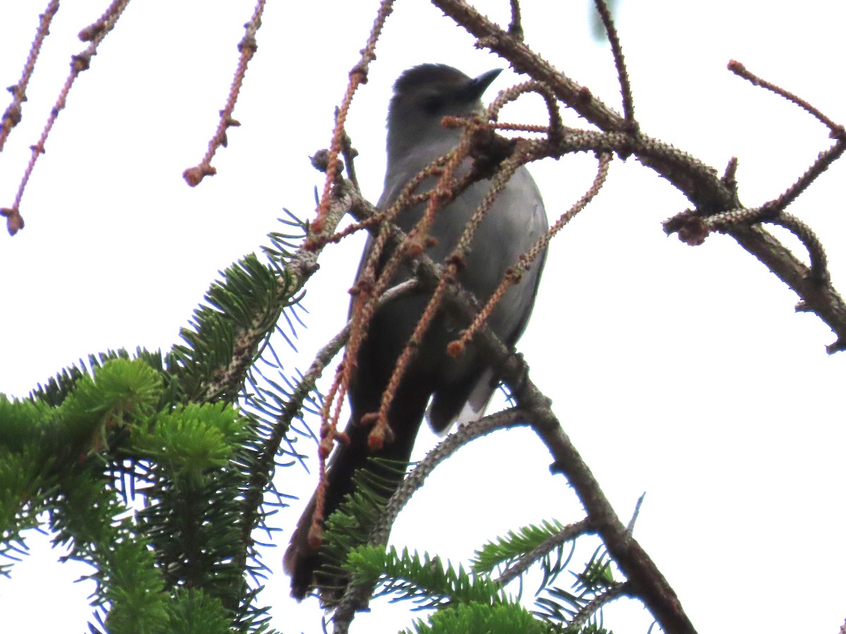 Gray Catbird - ML620613549