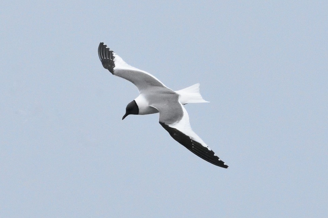 Sabine's Gull - ML620613555