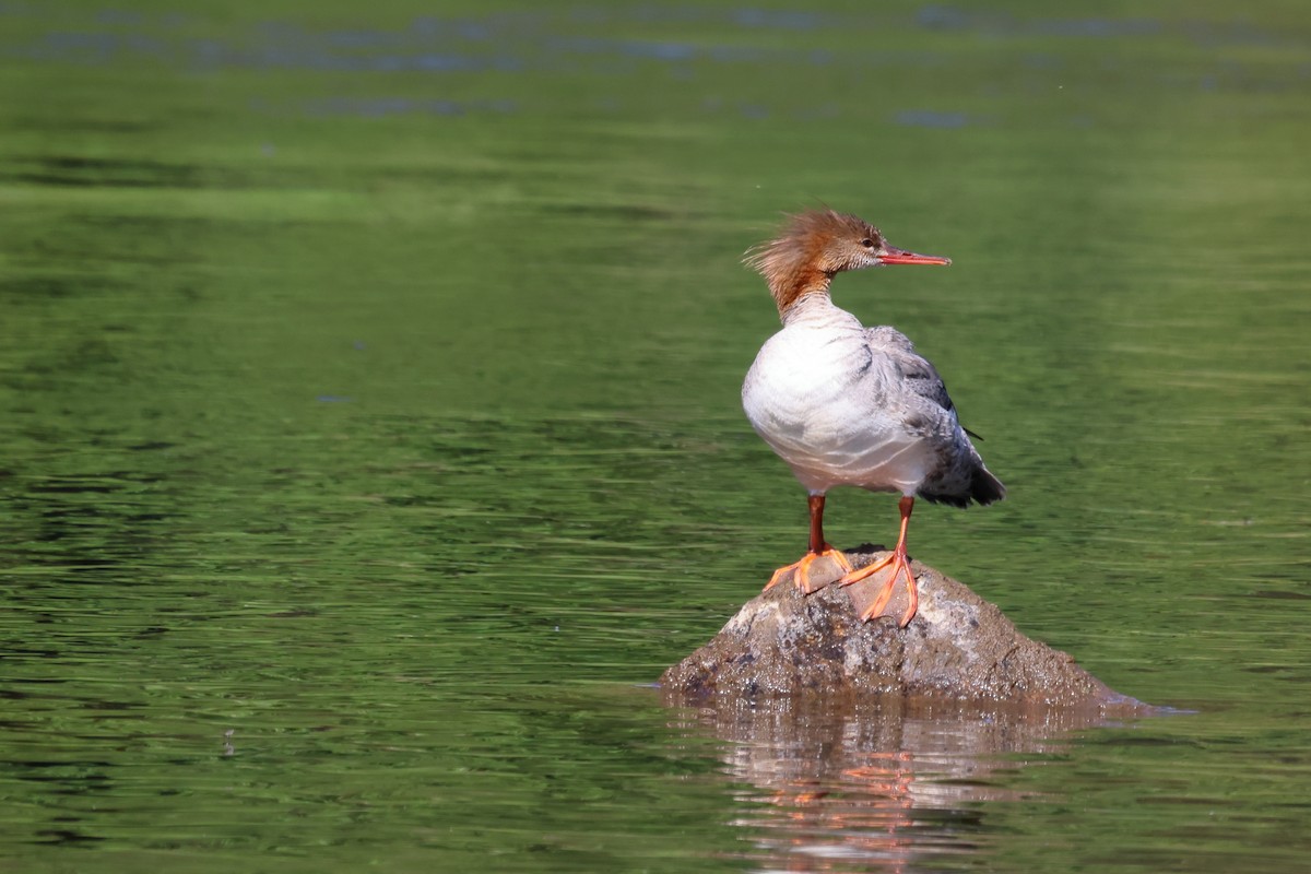 Common Merganser - ML620613556