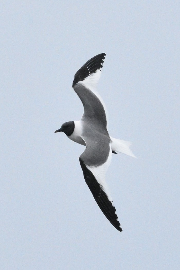 Sabine's Gull - ML620613557