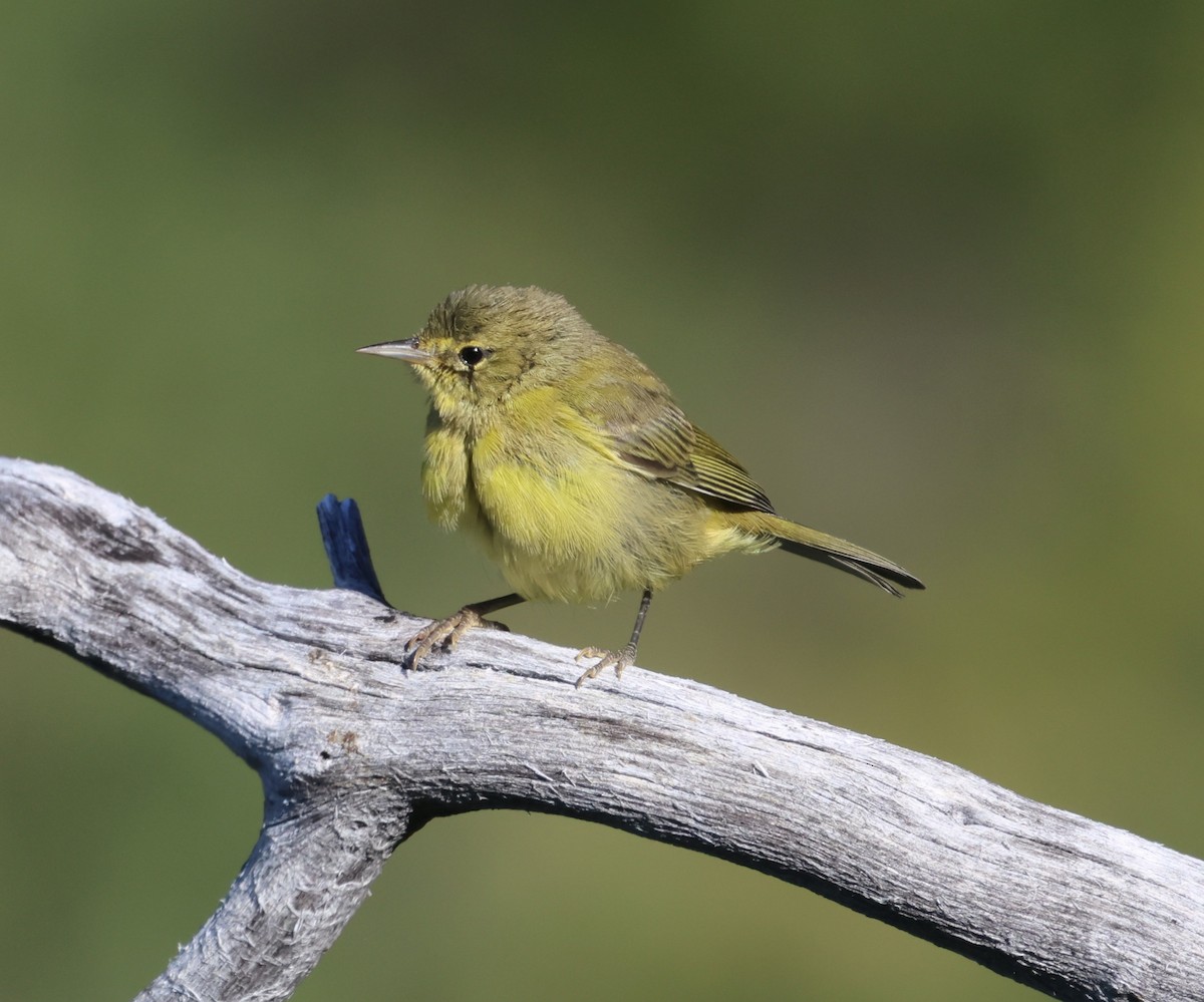 Orange-crowned Warbler - ML620613559