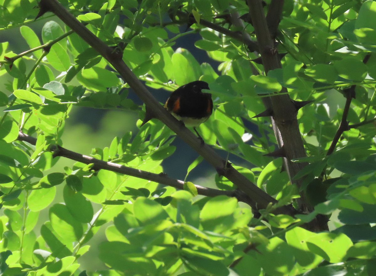 American Redstart - ML620613560