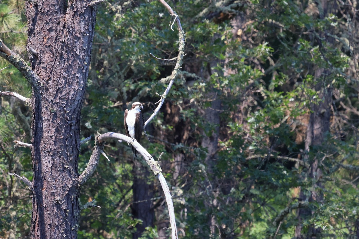 Osprey - ML620613561