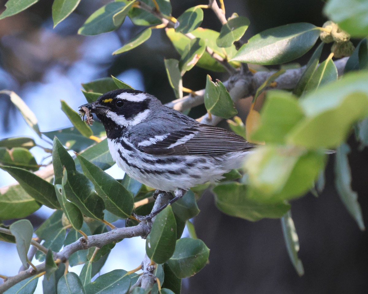 Black-throated Gray Warbler - ML620613562