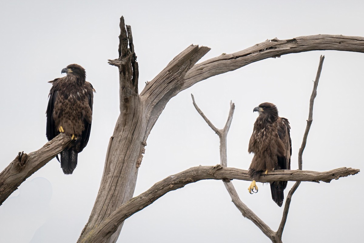 Weißkopf-Seeadler - ML620613563