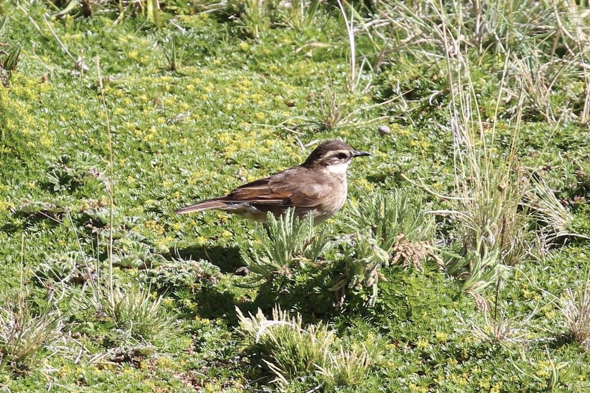 Chestnut-winged Cinclodes - ML620613564