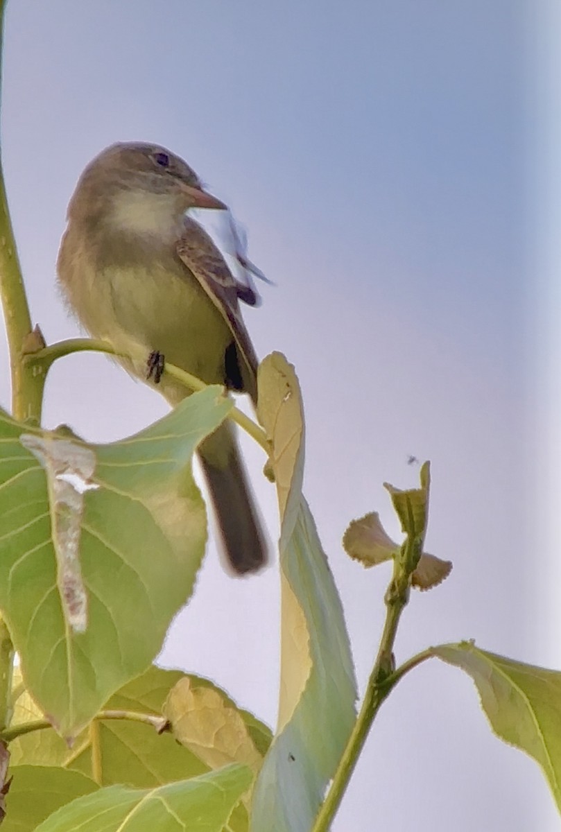 Willow Flycatcher - ML620613565