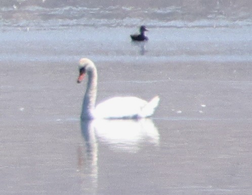 Mute Swan - ML620613567