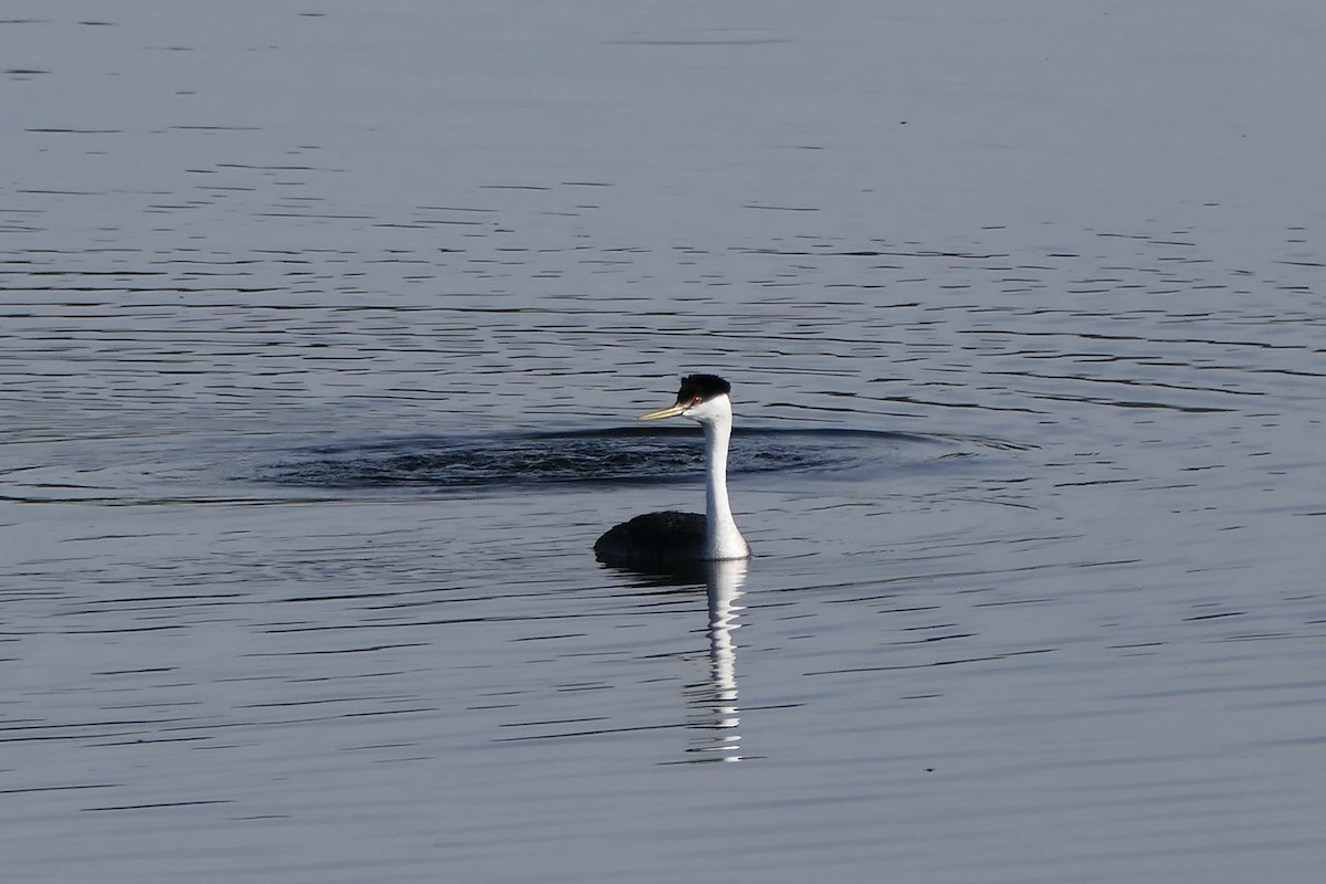 Western Grebe - Lauren Hatch