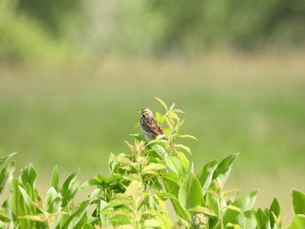 Savannah Sparrow - ML620613572