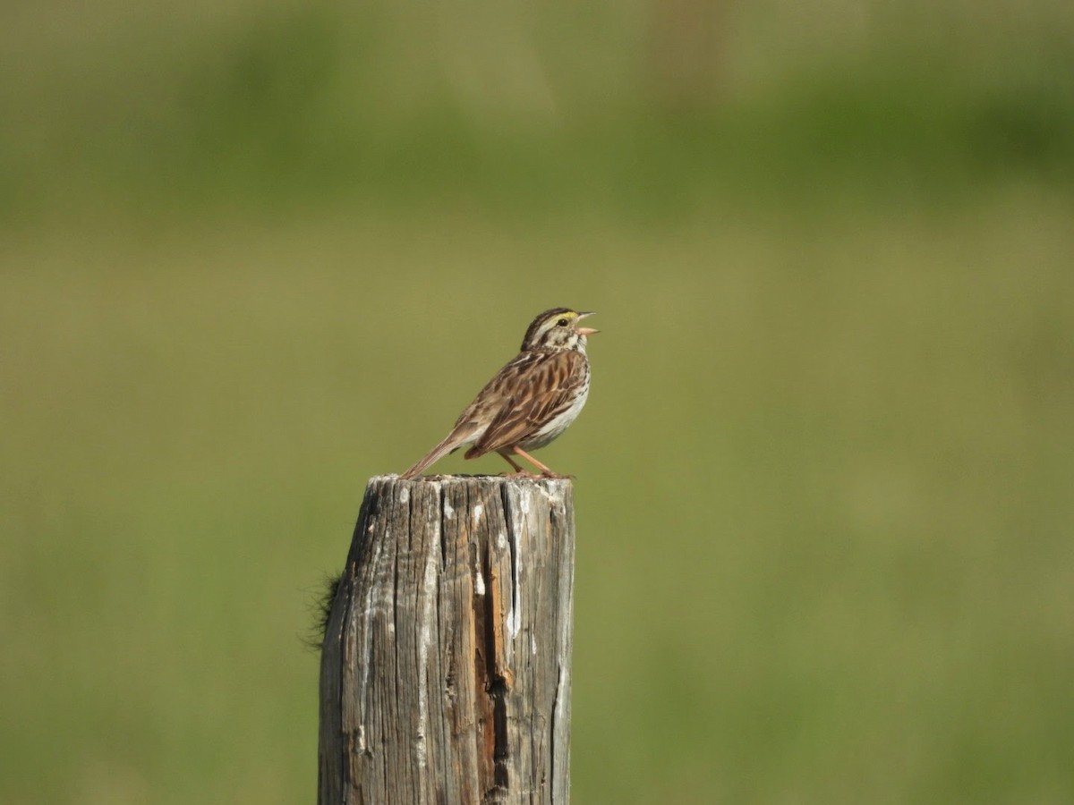 Savannah Sparrow - ML620613573