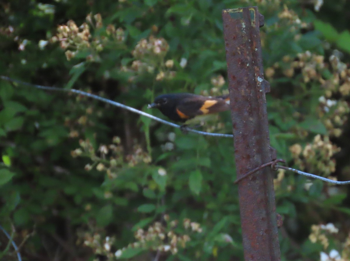 American Redstart - ML620613574