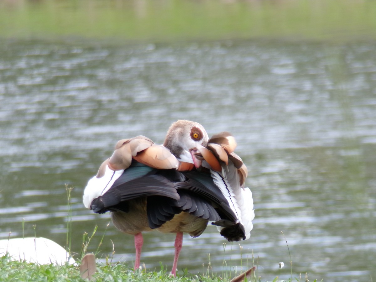 Egyptian Goose - ML620613576