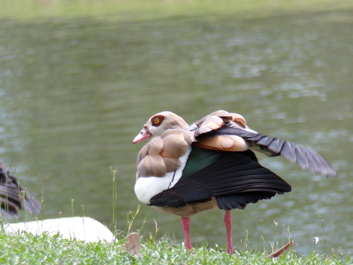 Egyptian Goose - ML620613577