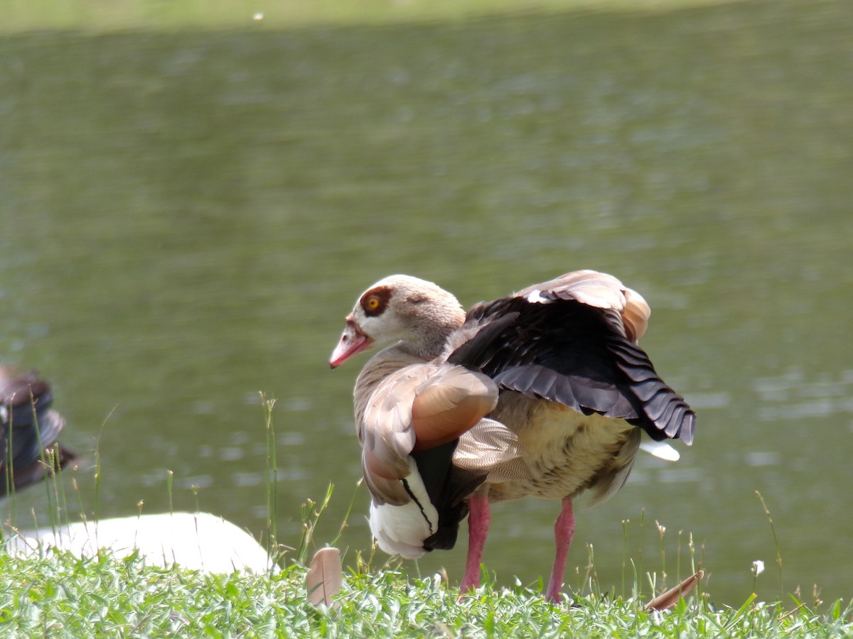 Egyptian Goose - ML620613578