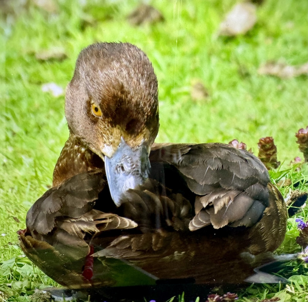 Lesser Scaup - ML620613579