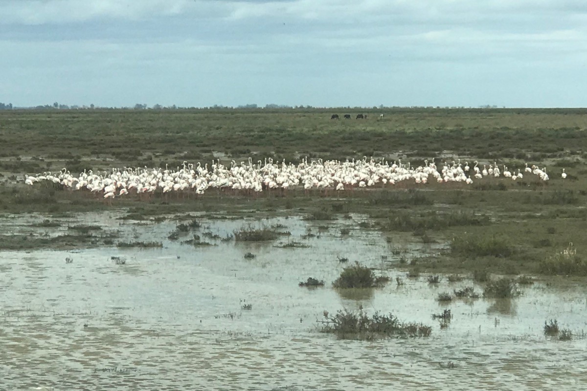 Greater Flamingo - ML620613580