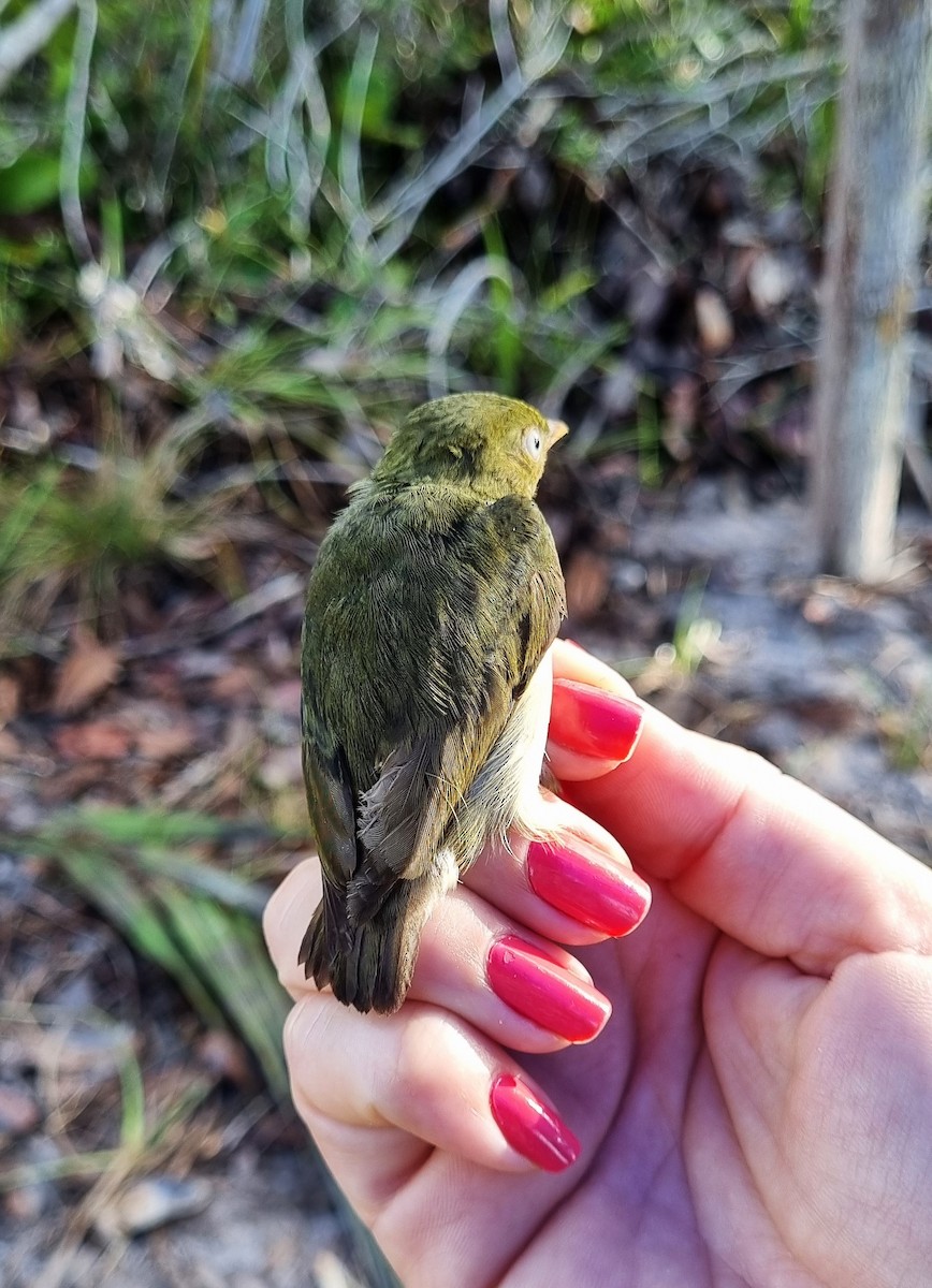 Golden-headed Manakin - ML620613585