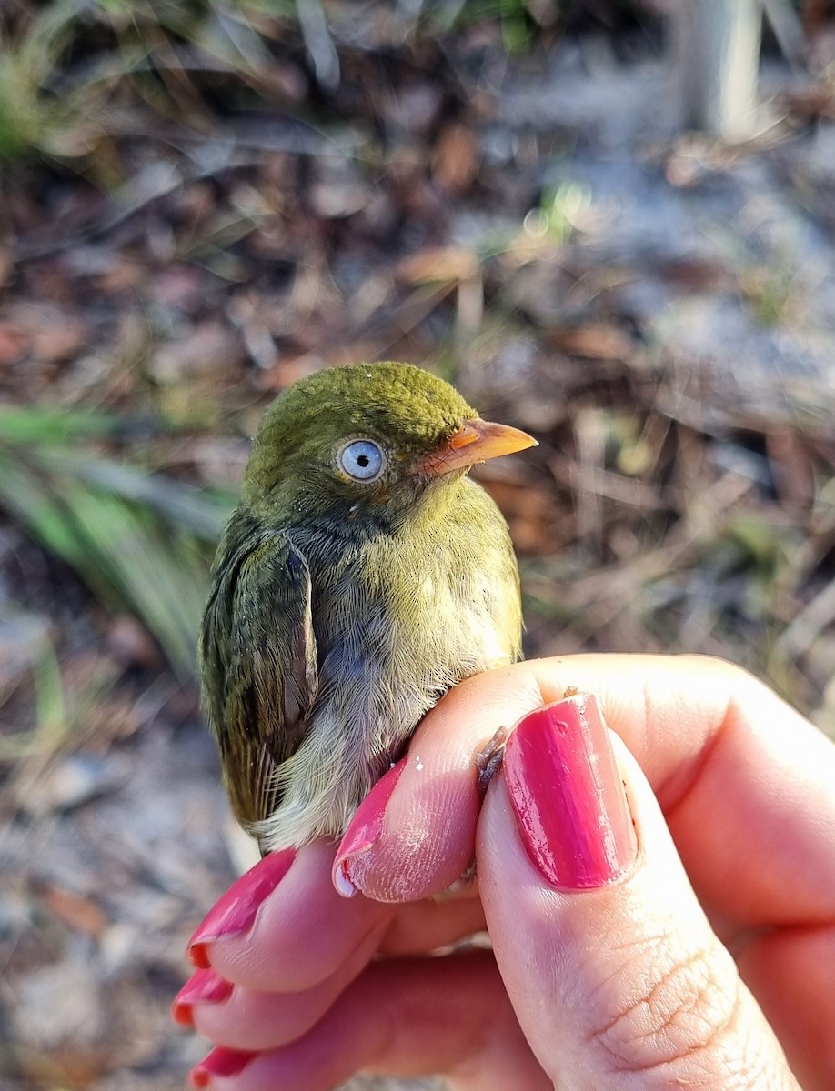 Manakin à tête d'or - ML620613586