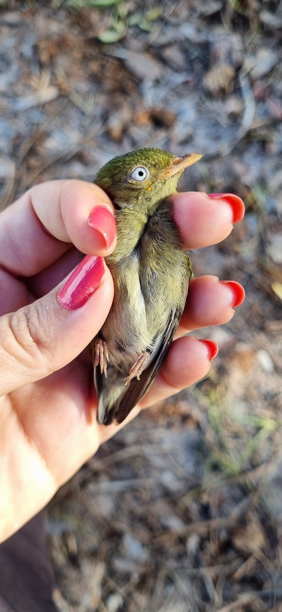 Golden-headed Manakin - ML620613587