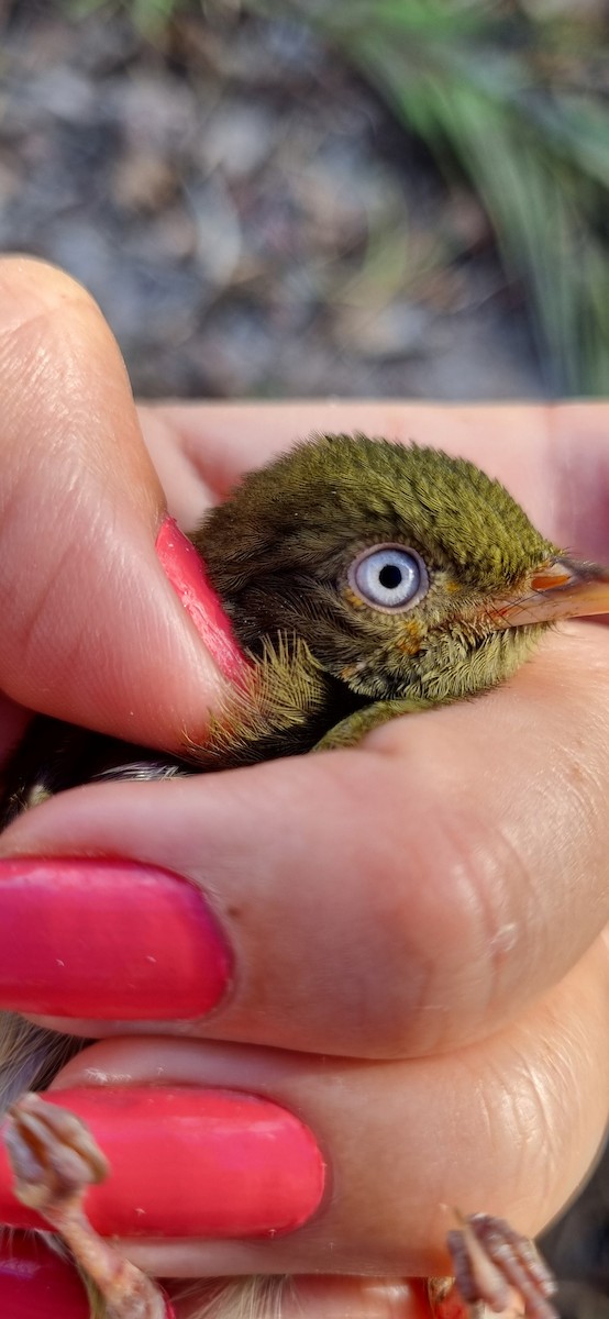 Golden-headed Manakin - ML620613588