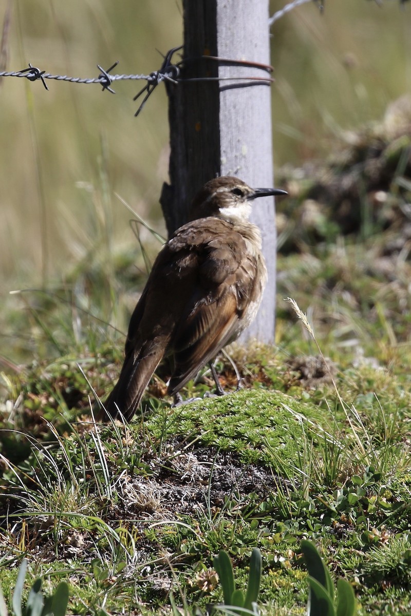 Stout-billed Cinclodes - ML620613589