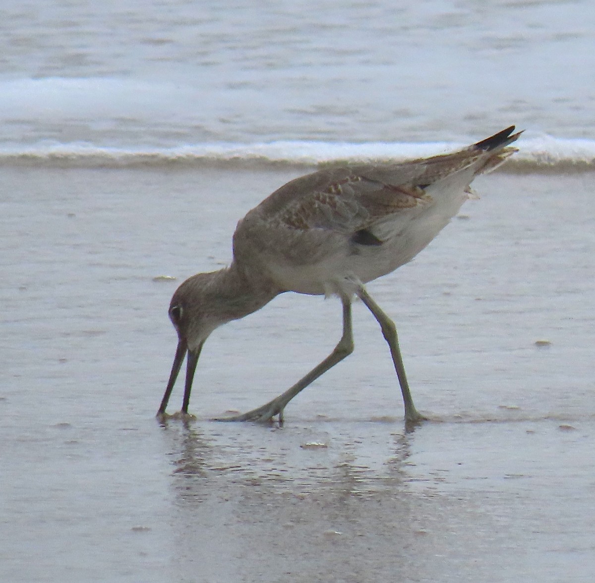 Playero Aliblanco (inornata) - ML620613592