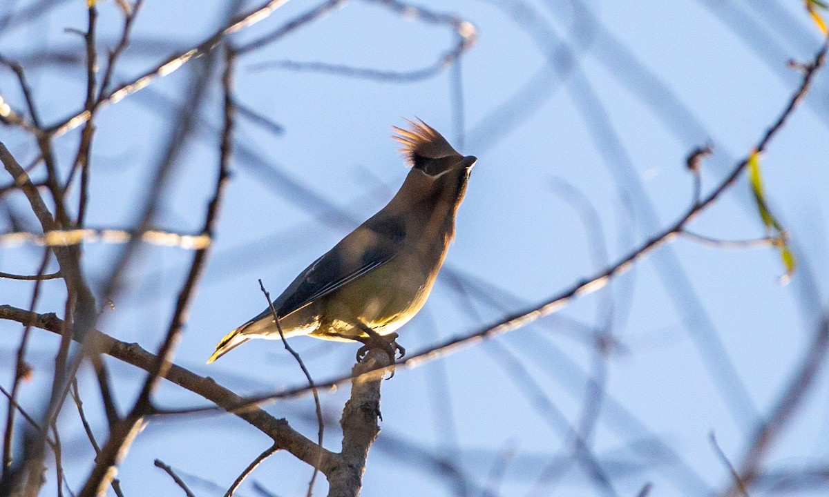 Cedar Waxwing - ML620613593