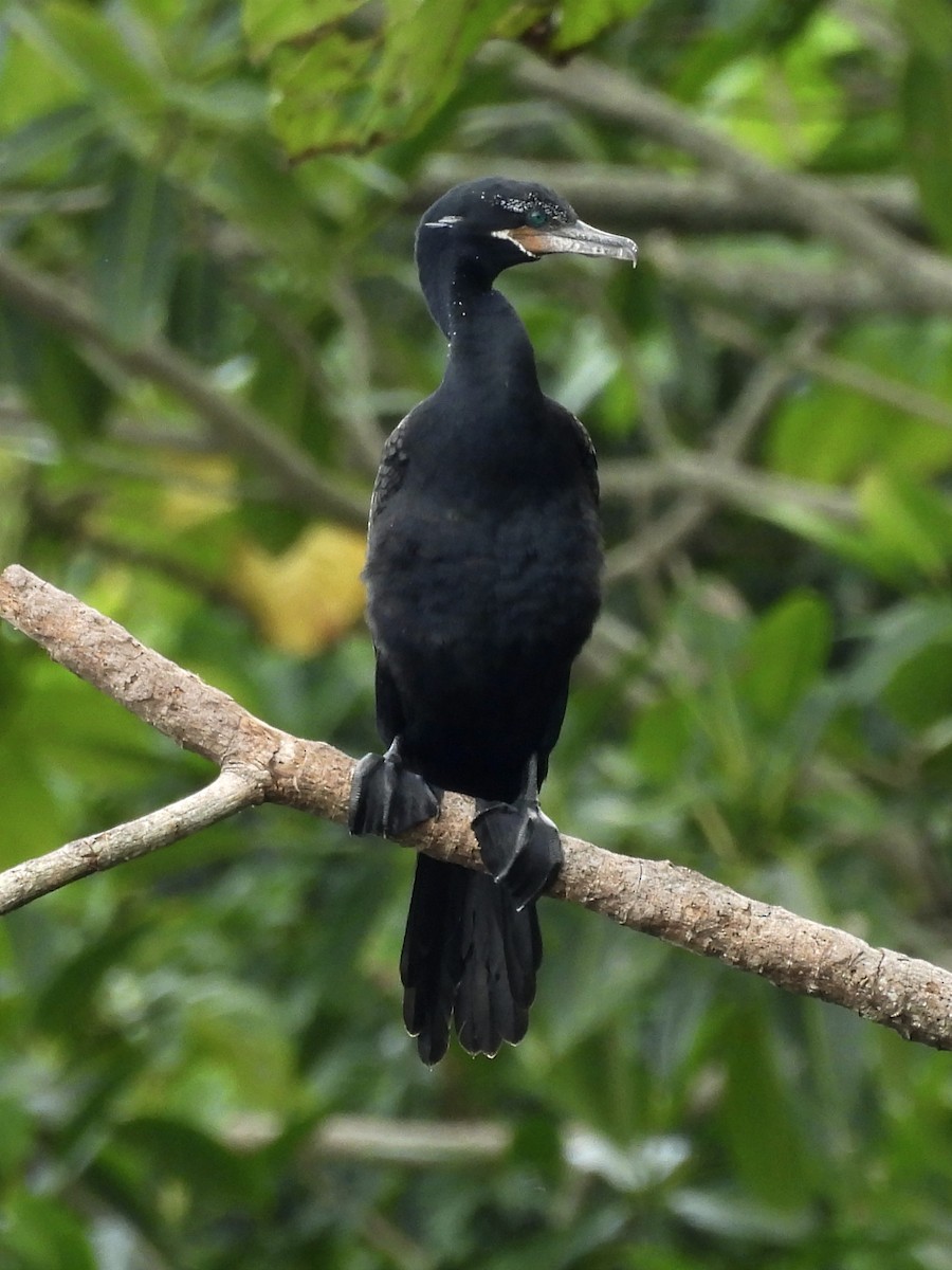 Cormorán Biguá - ML620613594