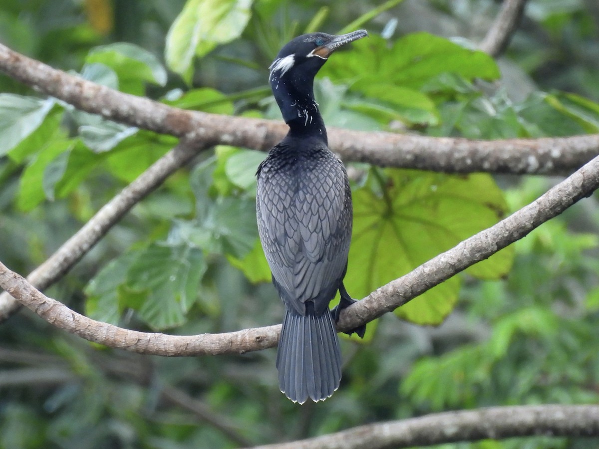 Neotropic Cormorant - ML620613595