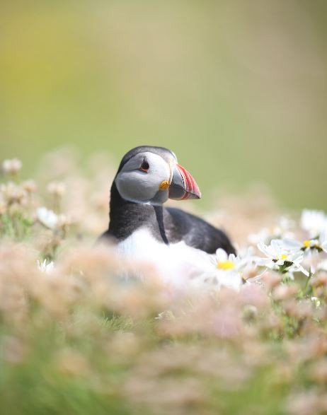 Atlantic Puffin - ML620613596