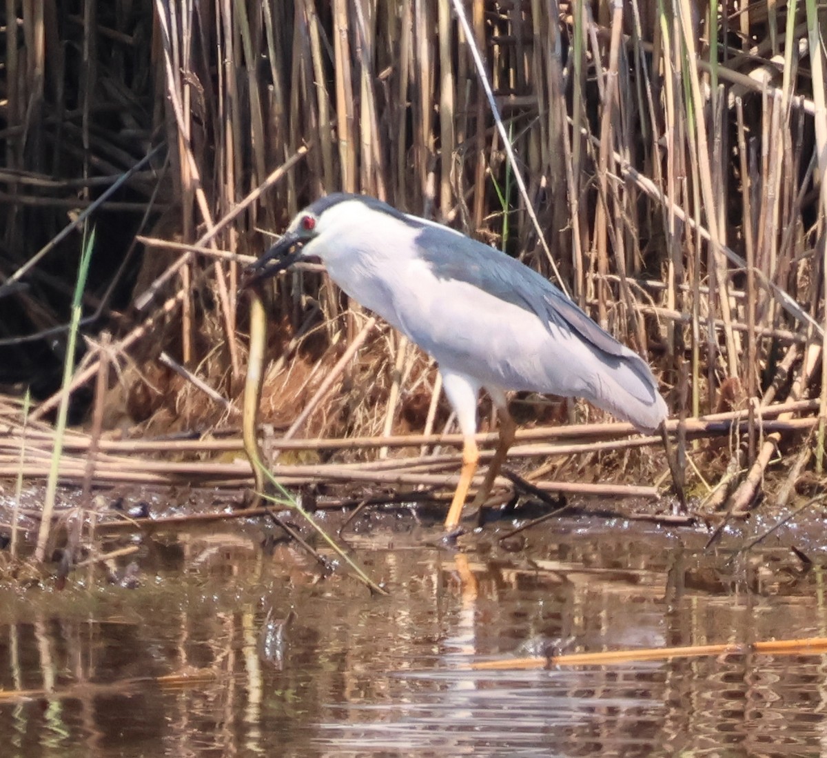 Black-crowned Night Heron - ML620613598