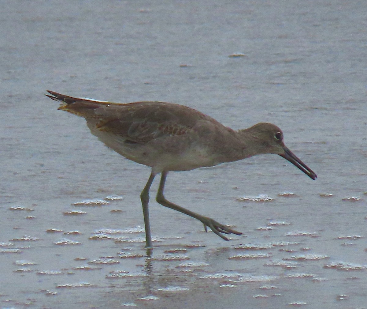 Willet (Western) - ML620613600