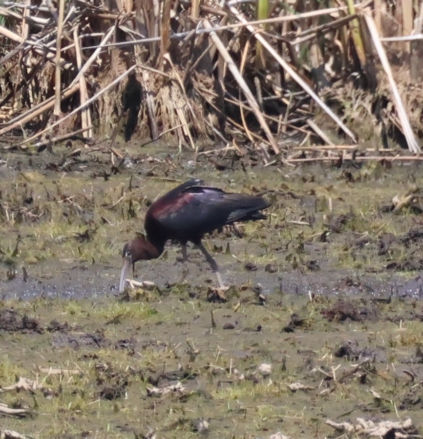 ibis hnědý - ML620613601