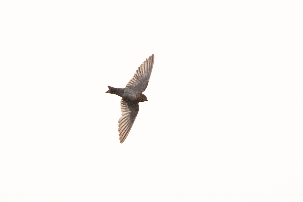 Hill Swallow - ML620613602