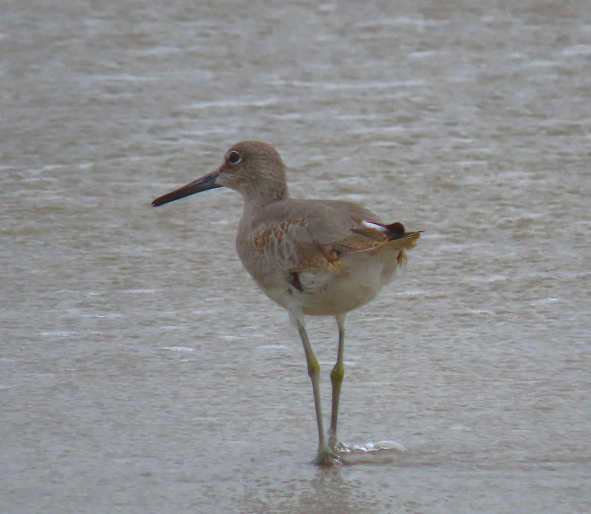 willetsnipe (inornata) - ML620613603