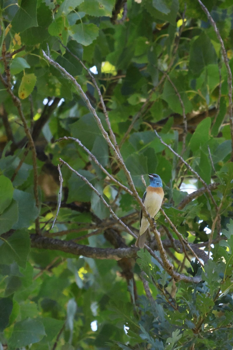 Lazuli Bunting - ML620613604