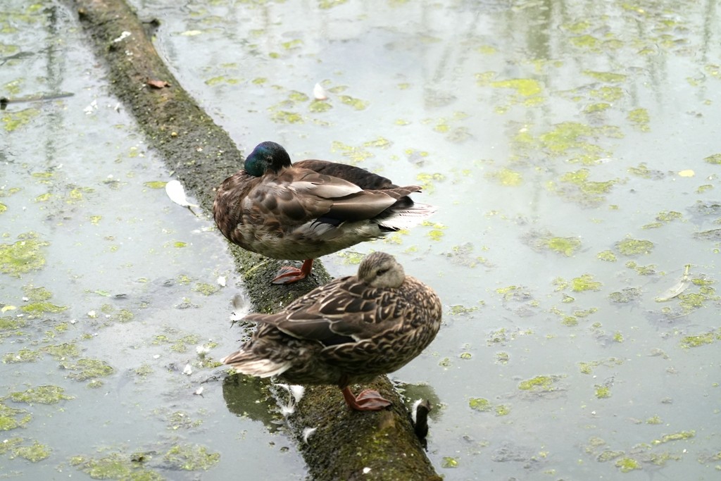 Canard colvert - ML620613609