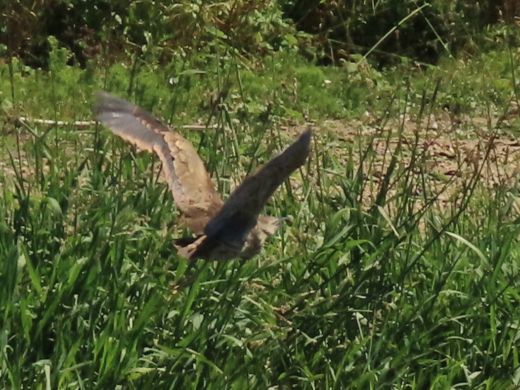 American Bittern - ML620613610