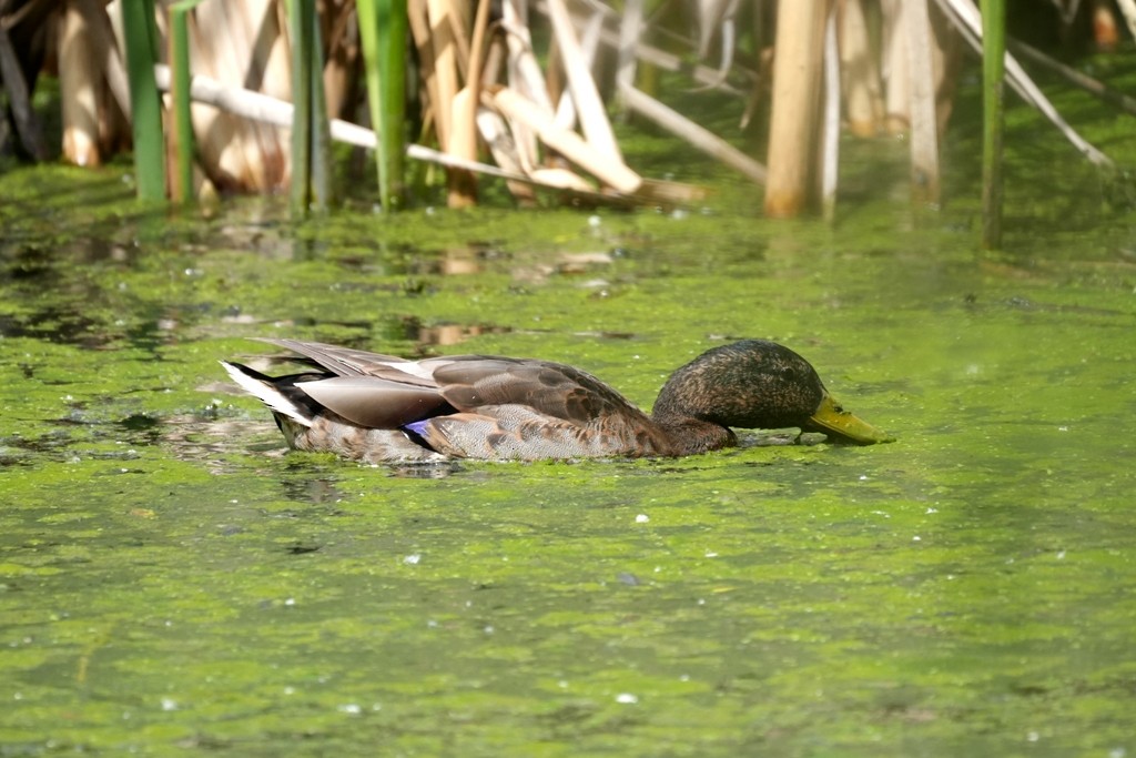 Canard colvert - ML620613611