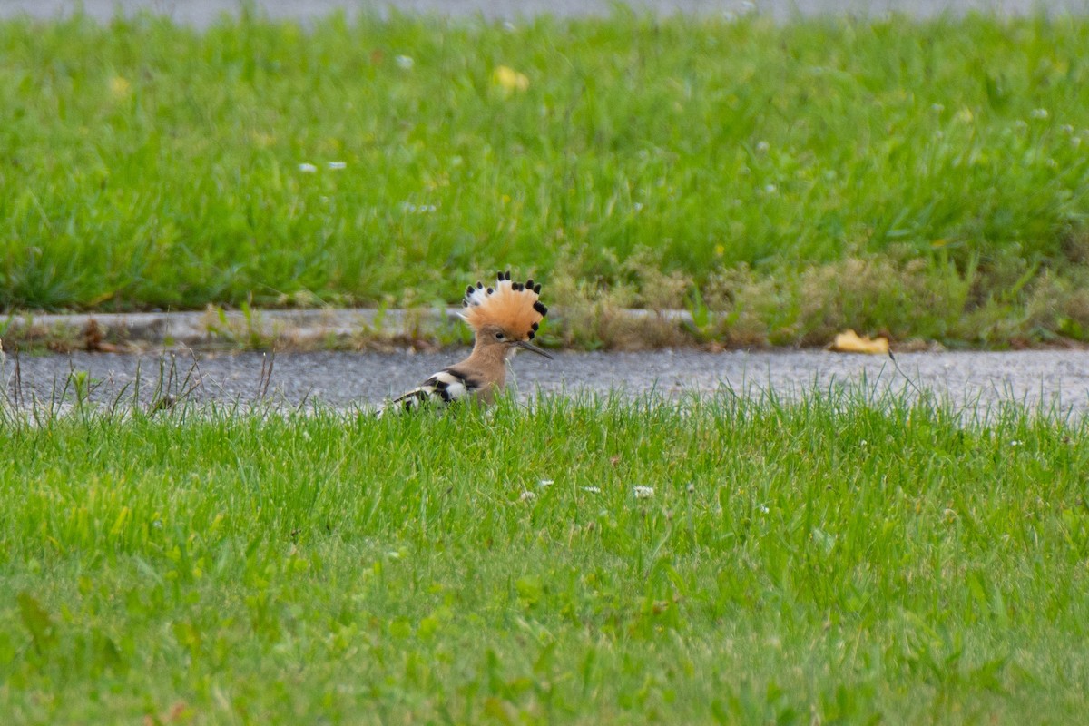 Eurasian Hoopoe - ML620613612